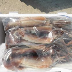 大進丸（愛知） 釣果