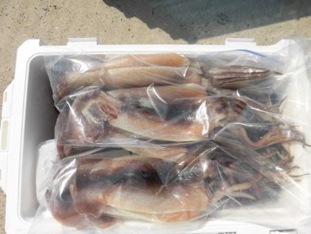 大進丸（愛知） 釣果