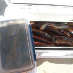 大進丸（愛知） 釣果