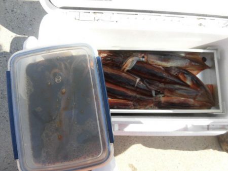 大進丸（愛知） 釣果