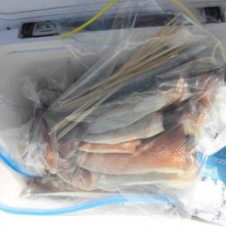 大進丸（愛知） 釣果