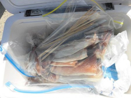 大進丸（愛知） 釣果