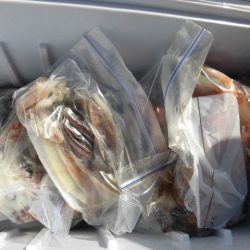 大進丸（愛知） 釣果