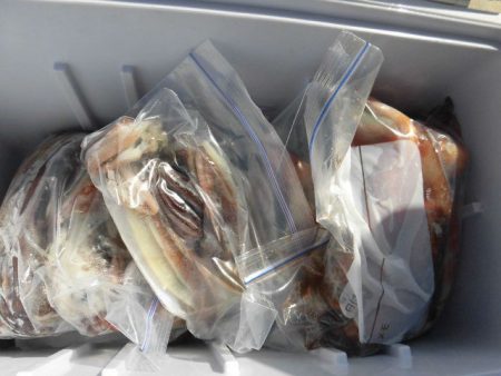 大進丸（愛知） 釣果