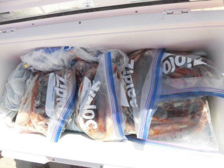 大進丸（愛知） 釣果