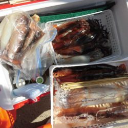 大進丸（愛知） 釣果