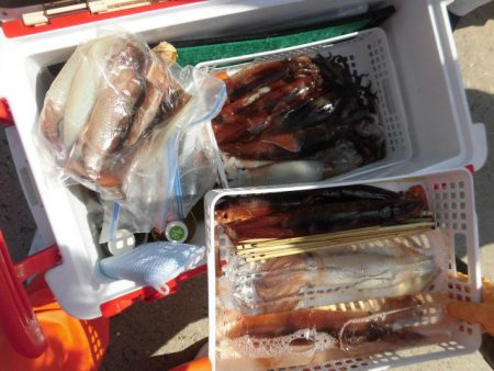 大進丸（愛知） 釣果