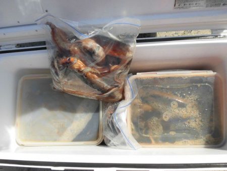 大進丸（愛知） 釣果