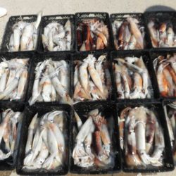 大進丸（愛知） 釣果