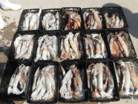 大進丸（愛知） 釣果