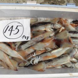 大進丸（愛知） 釣果