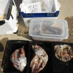 大進丸（愛知） 釣果