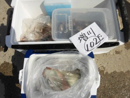 大進丸（愛知） 釣果