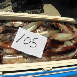 大進丸(愛知) 釣果