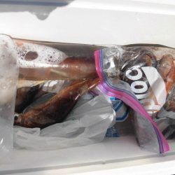 大進丸(愛知) 釣果