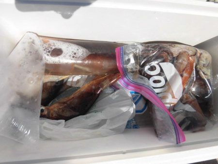 大進丸(愛知) 釣果