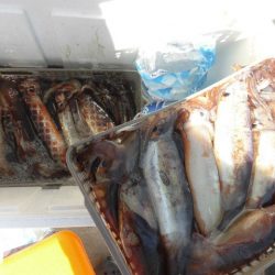 大進丸(愛知) 釣果