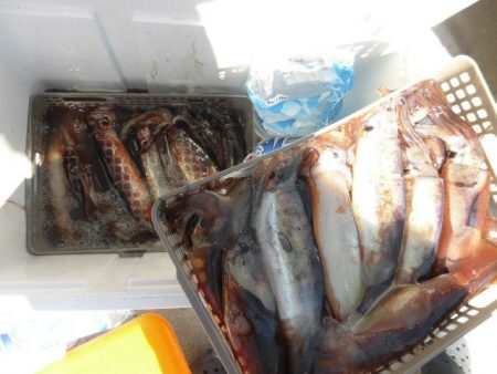 大進丸(愛知) 釣果