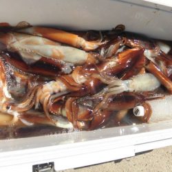 大進丸(愛知) 釣果