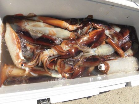 大進丸(愛知) 釣果