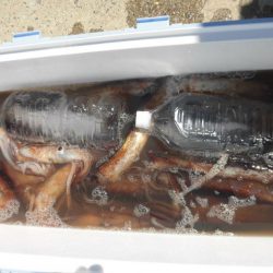 大進丸(愛知) 釣果