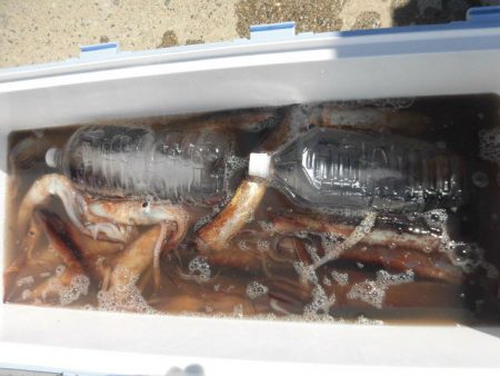 大進丸(愛知) 釣果