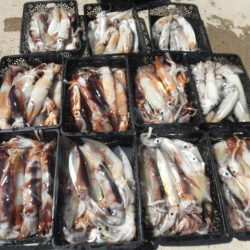 大進丸(愛知) 釣果