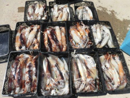 大進丸(愛知) 釣果