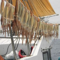 大進丸（愛知） 釣果