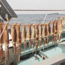 大進丸（愛知） 釣果