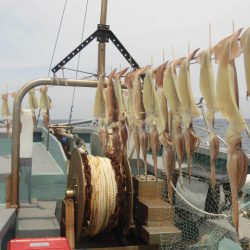 大進丸（愛知） 釣果