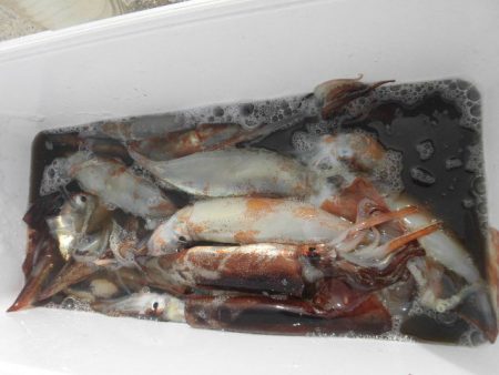 大進丸（愛知） 釣果