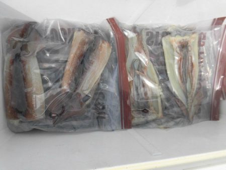 大進丸（愛知） 釣果