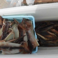 大進丸（愛知） 釣果