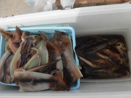 大進丸（愛知） 釣果