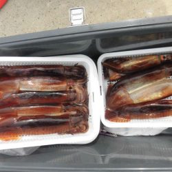 大進丸（愛知） 釣果