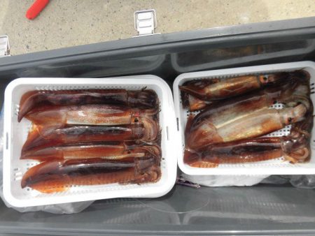 大進丸（愛知） 釣果