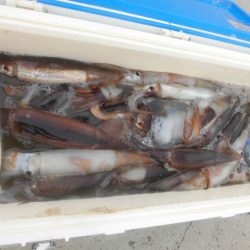 大進丸(愛知) 釣果