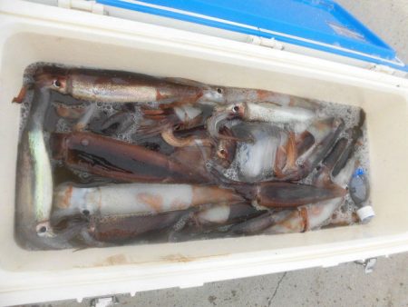 大進丸(愛知) 釣果