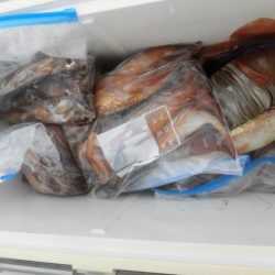 大進丸(愛知) 釣果