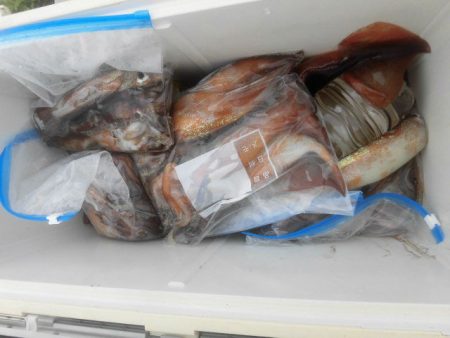 大進丸(愛知) 釣果