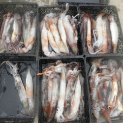 大進丸(愛知) 釣果