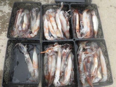 大進丸(愛知) 釣果