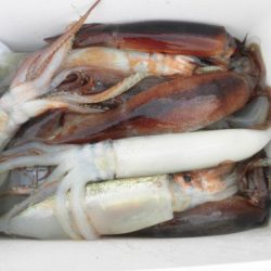 大進丸(愛知) 釣果
