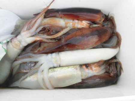 大進丸(愛知) 釣果