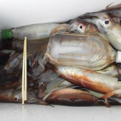 大進丸(愛知) 釣果