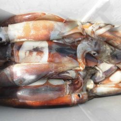 大進丸(愛知) 釣果