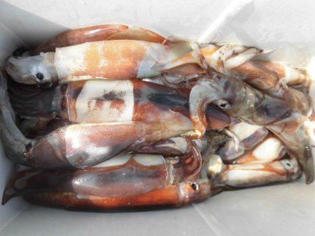 大進丸(愛知) 釣果