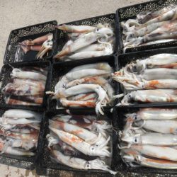 大進丸(愛知) 釣果