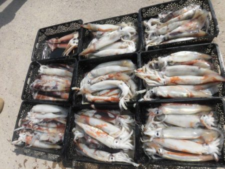 大進丸(愛知) 釣果